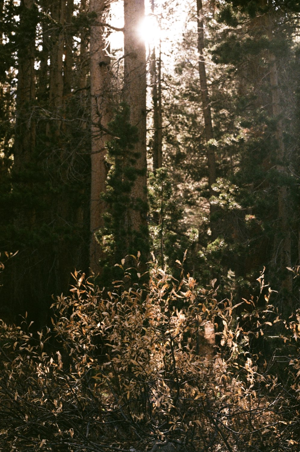 Sun breaking through a dense pine forest