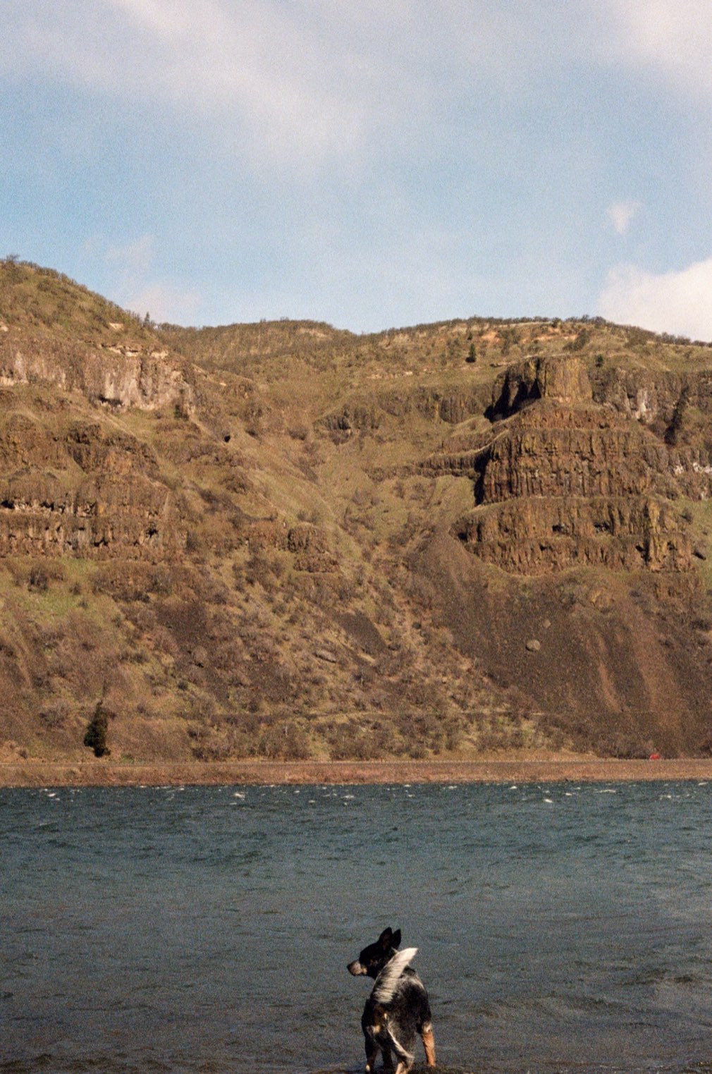 A dog wading into a lake below rust-coloured cliffs