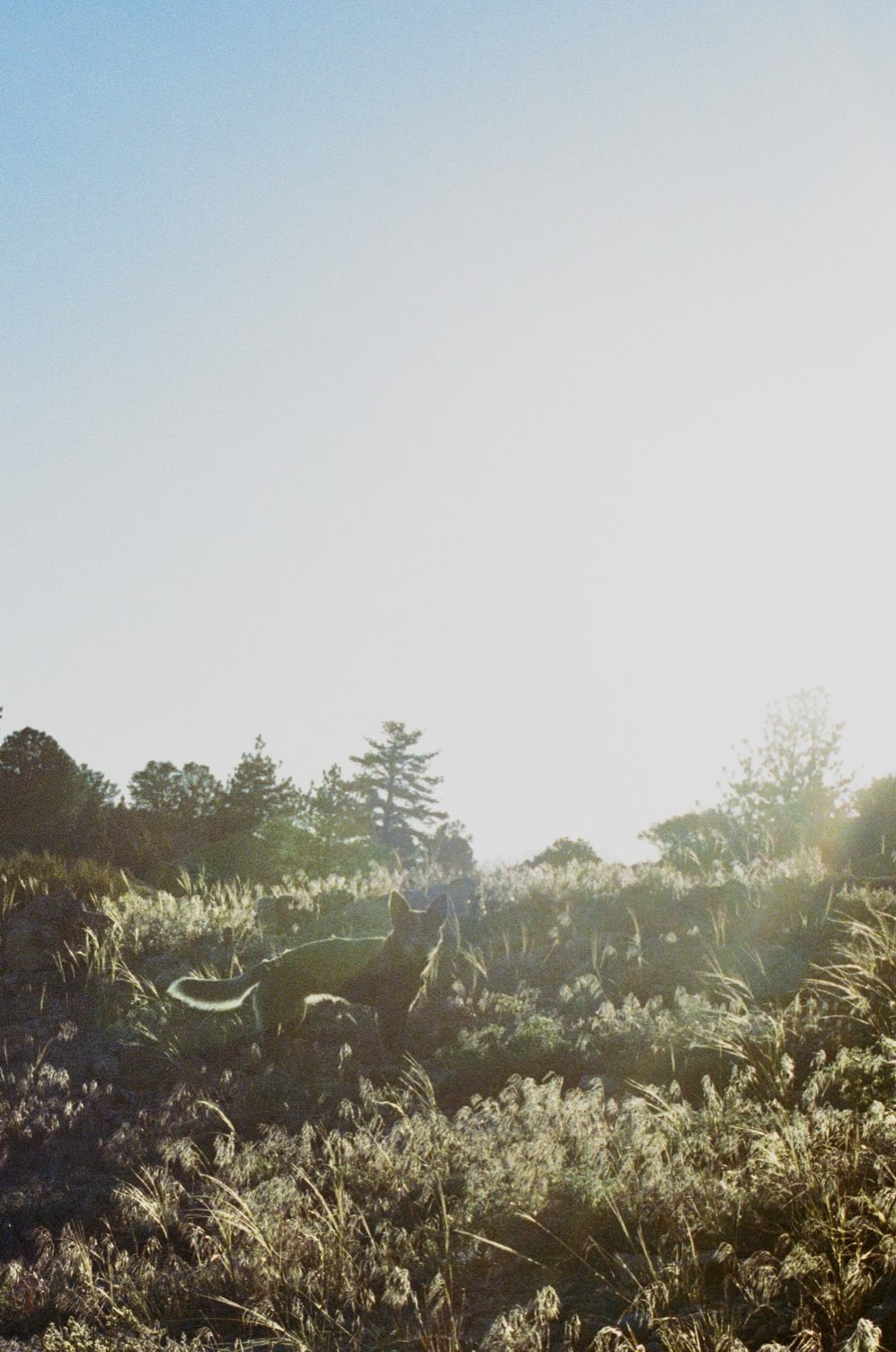 Backlit brush on a hillside
