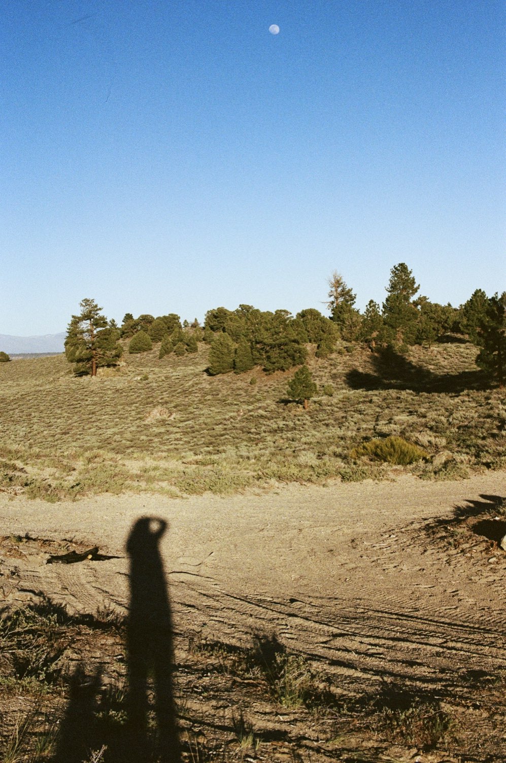 A photographer's shadow on a dirt clearing among pines