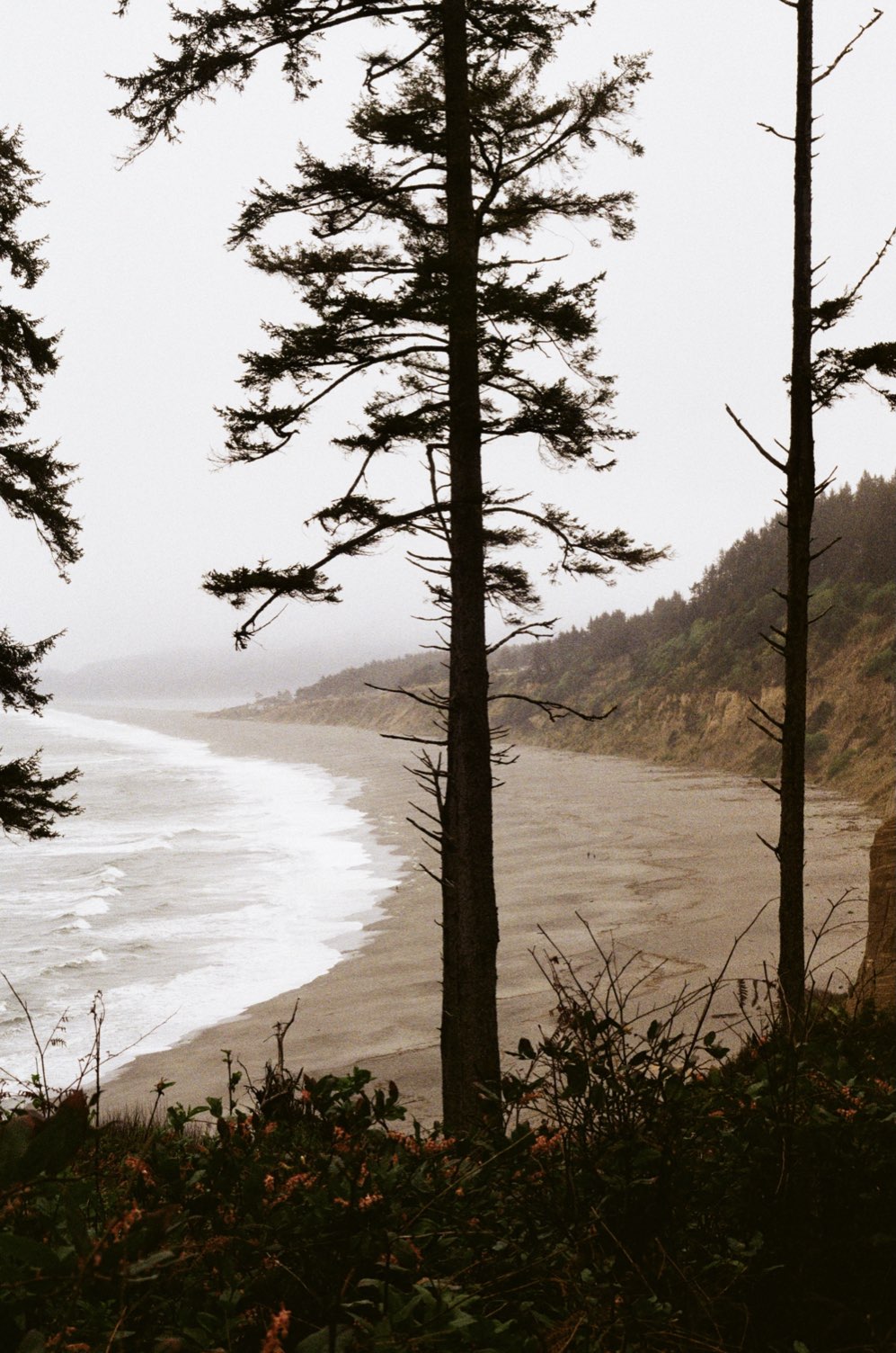 Tall pines above a curving coastal beach