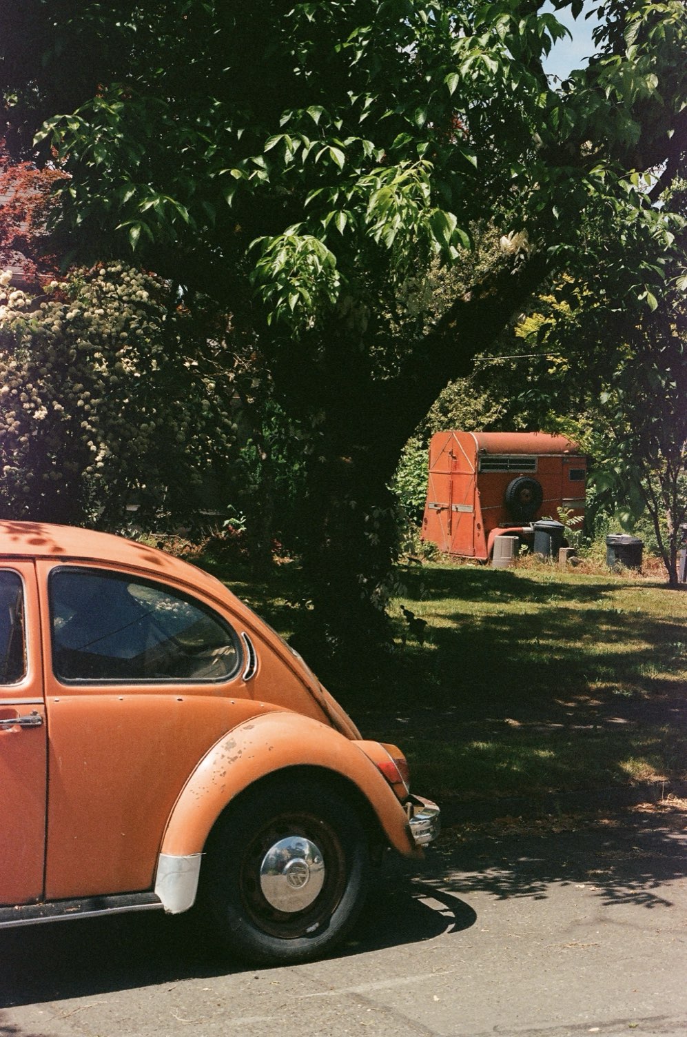 An orange Volkswagen Beetle beside a leafy garden