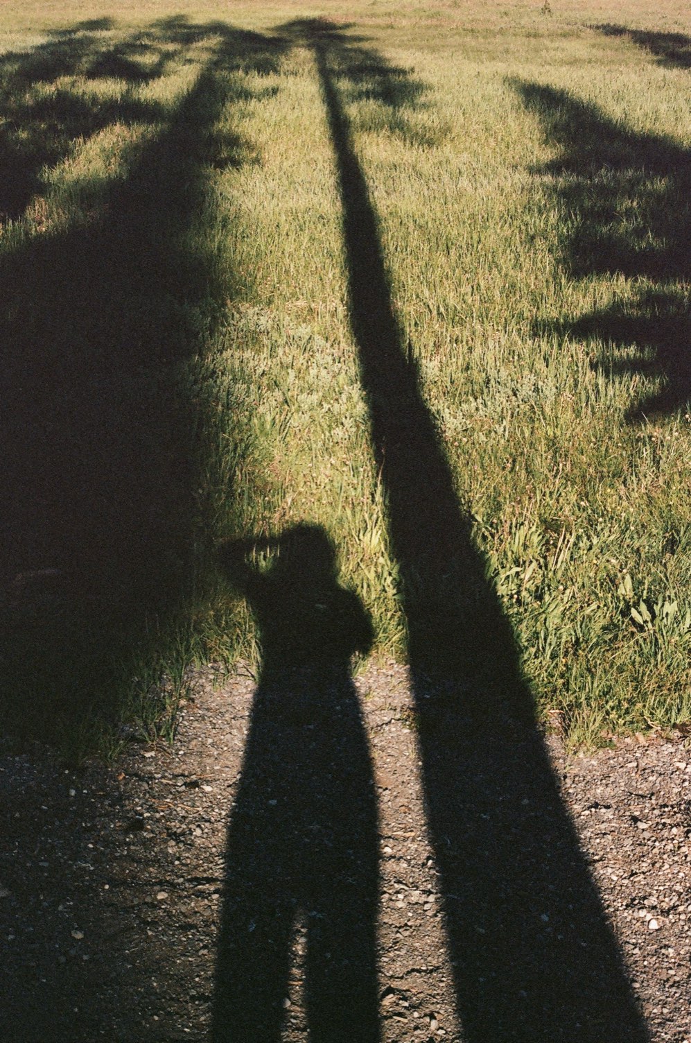 Long shadows of a person and trees across grass