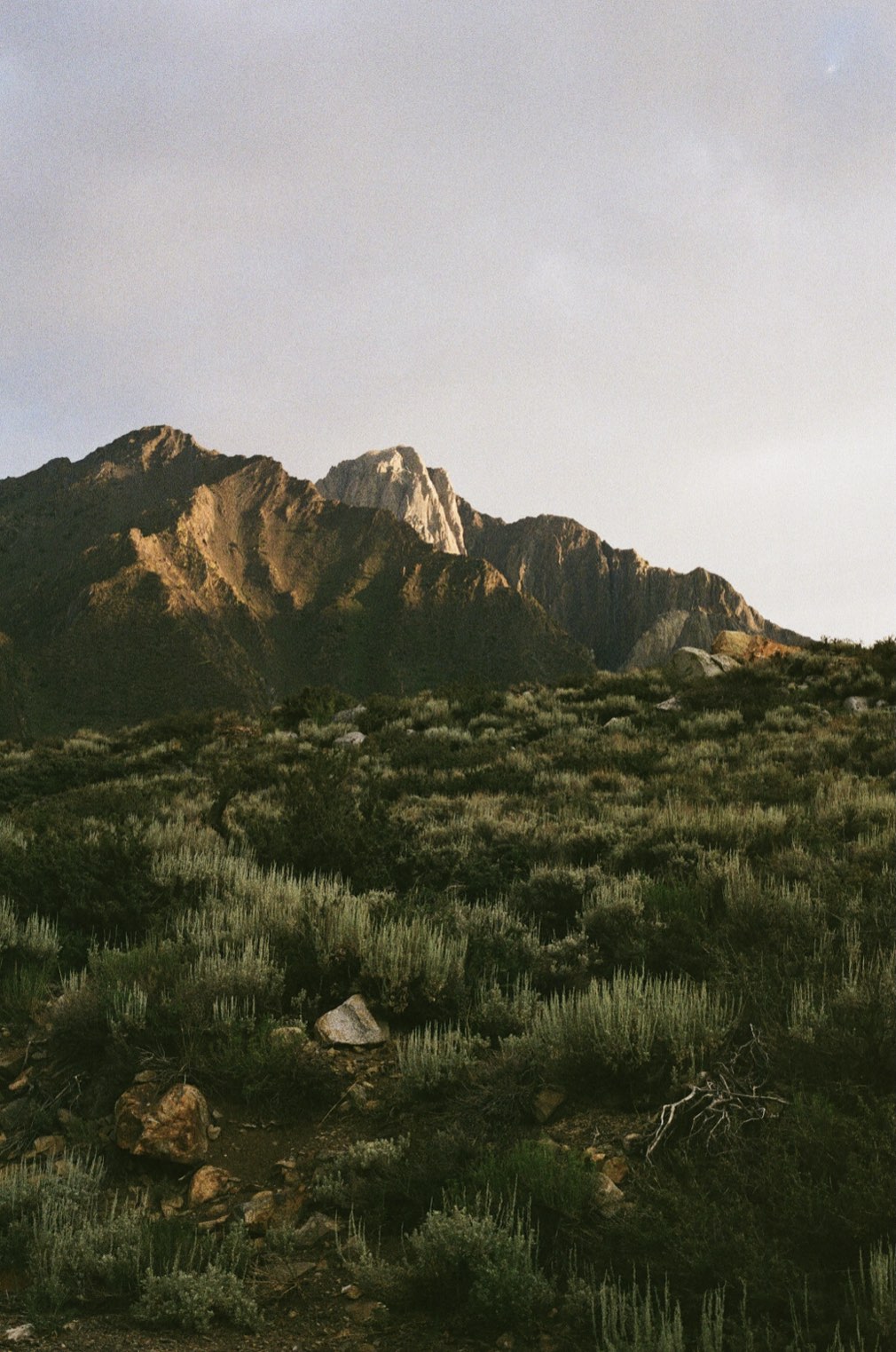 Green sagebrush meadow below jagged mountain peaks