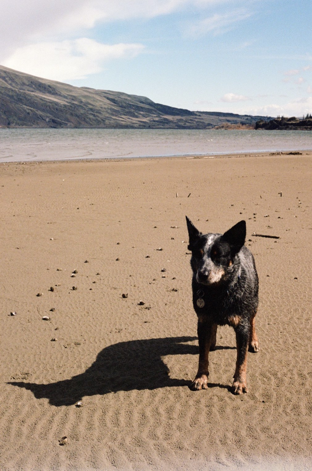 A blue heeler standing on a sandy beach