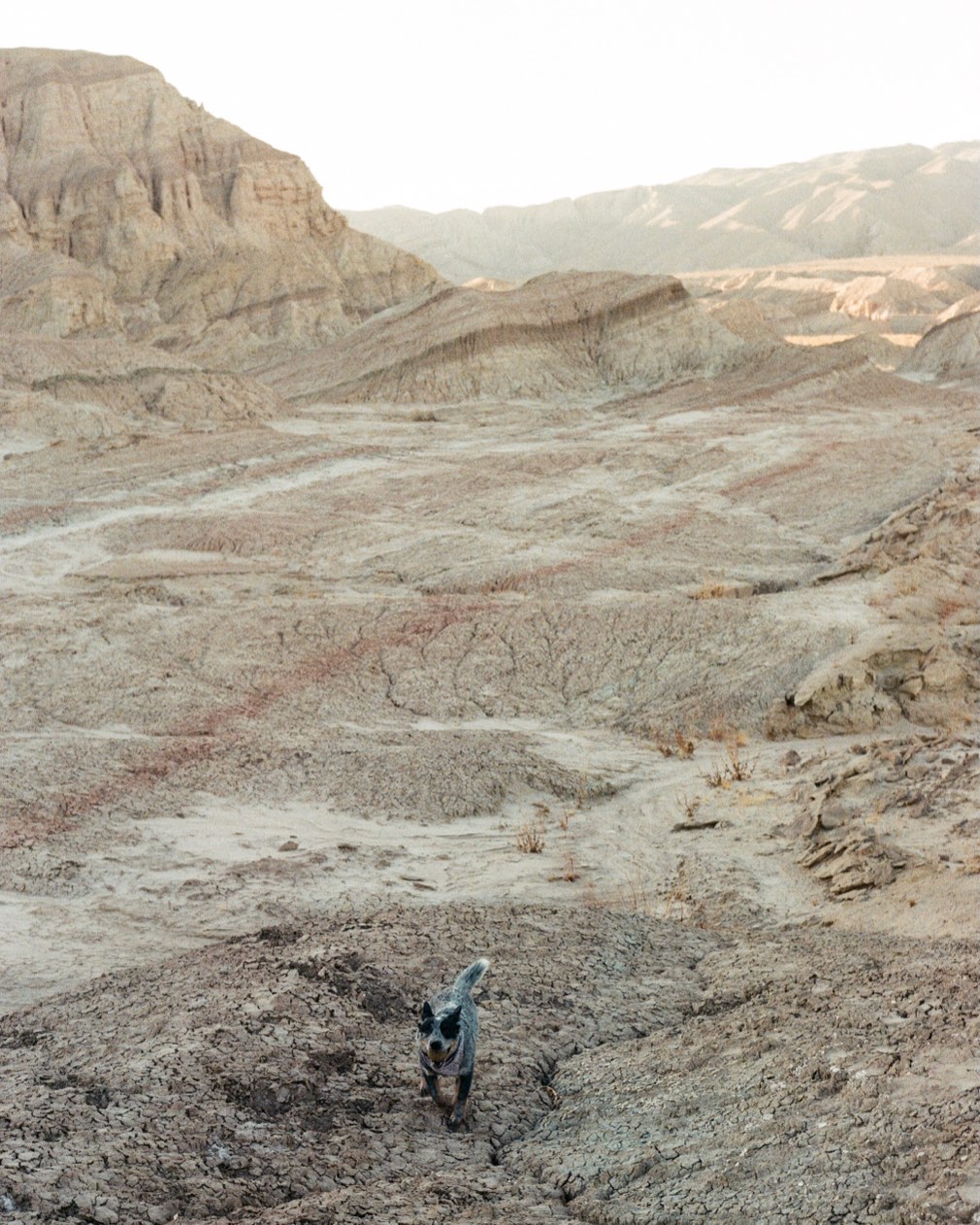 A dog walking through eroded badlands