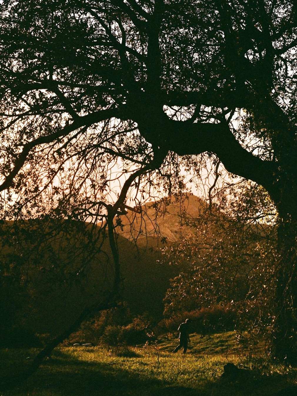 Oak branches silhouetted over a golden hillside at dusk