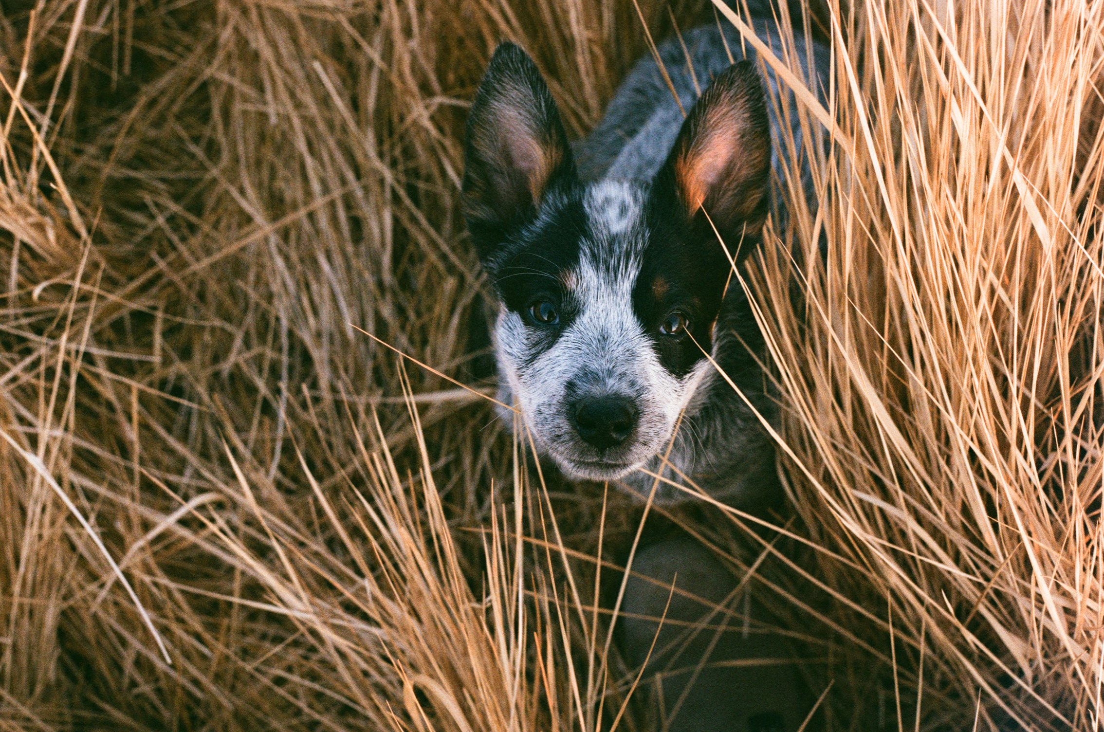 A blue heeler peering out of tall golden grass